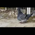 انثى فرش بلوبار