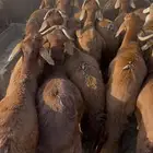طليان سواكن مرابي اوزان عاليه