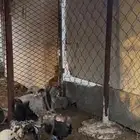 فروخ وبراهما