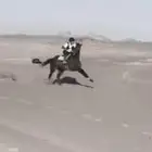 للبيع فرس مشروك