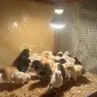 صوص بلدي العمر من يومين الى 10 ايام