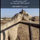 حصان للبيع