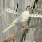 كناري