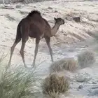 حشو للبيع