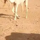 للبيع بكرة باتلي