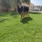 كلب جيرمن للبيع