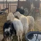 للبيع حريات ونجد خلفات ومعزا دفيع