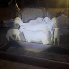 ثلاث رخال ولد. ثنتين رباع وحده ثنيه مشروطه