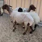 رغايث نعيم طيبه ( تم البيع )