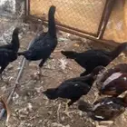 للبيع دجاج وديك باكستاني