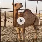 عشرا عمانيه حدرها قعود