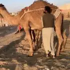 خافه صفراء هديه