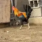 ديك عربي افرق