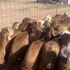 سواكن حمري فل شحم