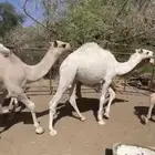 قعدان للبيع كفو بلدي