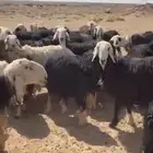 نجد 190 طيبه واشباب مراح واحد