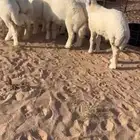 بهم 7طليان 1رخل