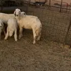 للبيع بهم حري