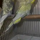 طيور حب بادجي