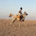 للبيع حصان عربي أصيل