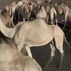 15 ناقه للبيع