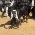 جفرات عوارض