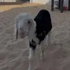 رخل نجديه داغوره