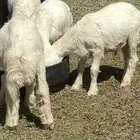 حريات