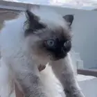 انثى هملايا