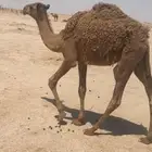 بكار شعل