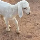 رخل دغور