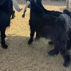 ذبائح الرويضه