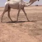 قعود خصم