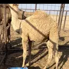 بكره