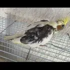 فرخ كروان يقبل الغر