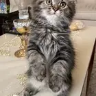 كيتن شيرازي هملايا للبيع