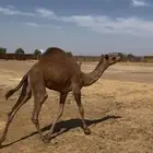 هجن بكره مفروده صعبه