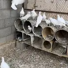 حمام فرنسي طبات