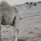قعود باتلي ع مشاكل ابوعجاريد