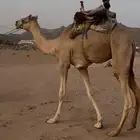 ركبي حر