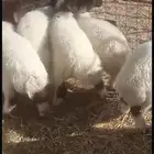 رخال نعيم العدد 5