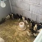 صوص بط و صوص دجاج