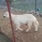 خروف مستوى فاخر انتاج المراح