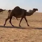 ابل ذود مراح واحد صفر و وضح