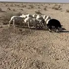 للبيع بهم طيب وأطيب من تصوير العمار3شهور البهم مراح واحد