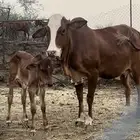 بقره تحت ذكر للببيع