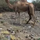 ناقه عودي للبيع