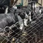 معزا عوارض مراح بفحولها