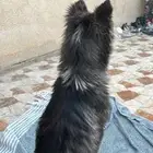 كلبه هاسكي مميزه