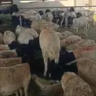 برابر للبيع ببريدة